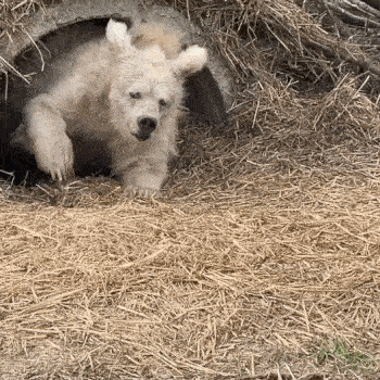 A polar bear bumbles out of its hibernation cave, fur all a mess. It me.